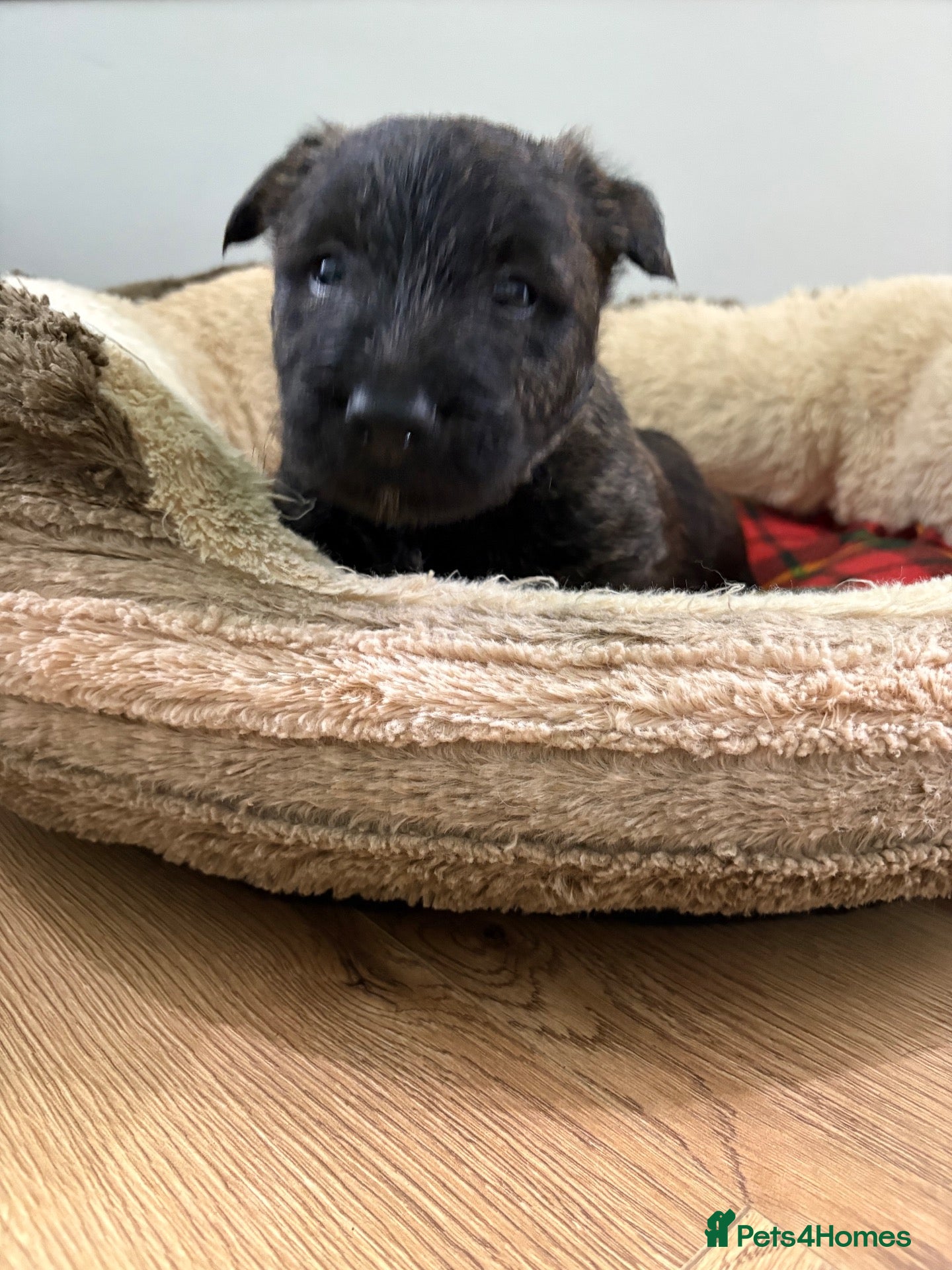 Scottish Terrier dogs Scottish terrier puppies  - Advert 2