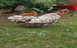 Chickens poultry for sale: Beautiful Hens - Image 1