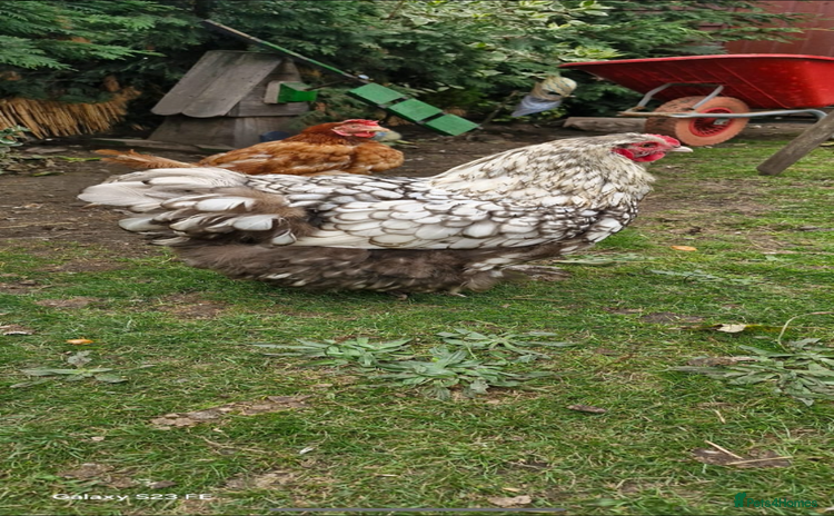 Chickens poultry - Advert 1
