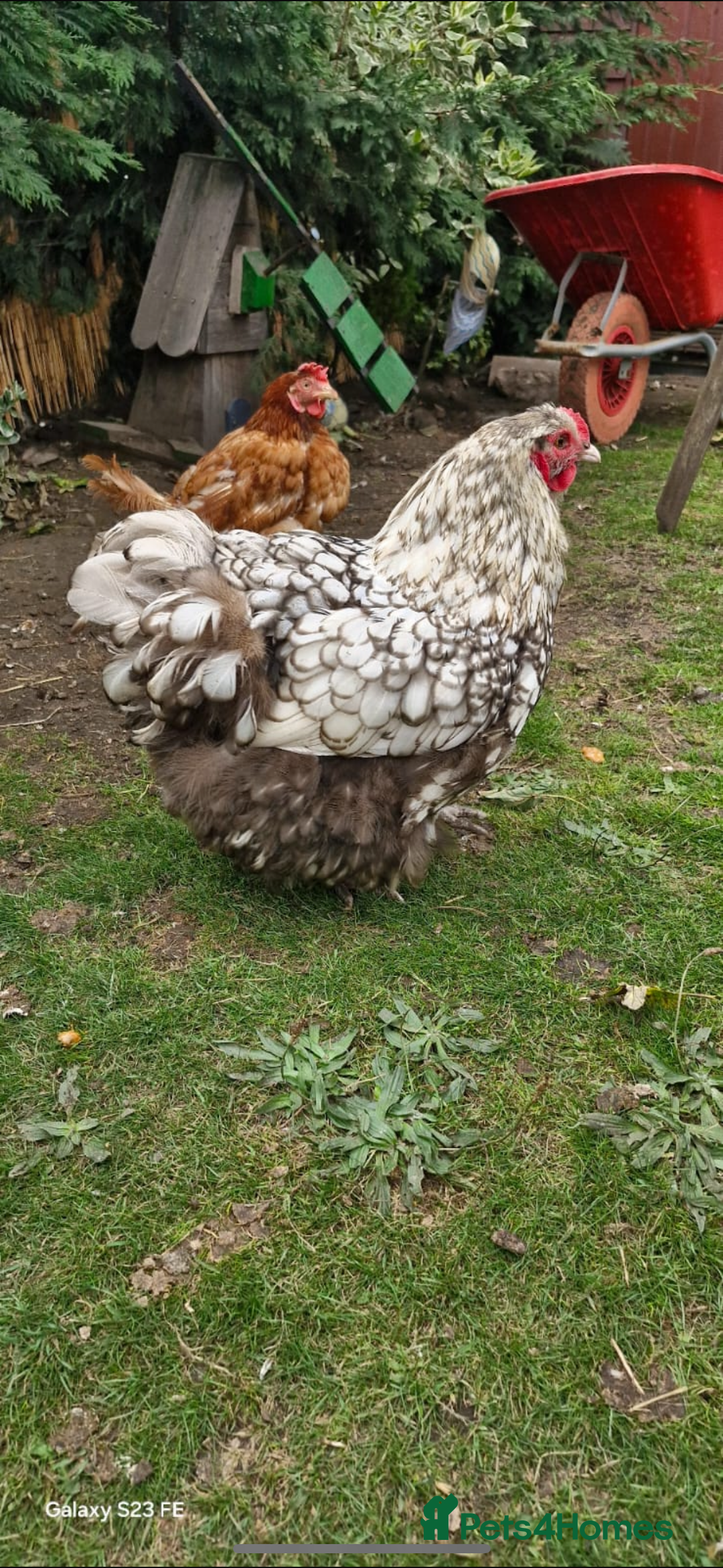 Chickens poultry for sale: Beautiful Hens - Image 1