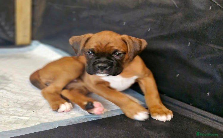 Boxer dogs - Advert 3