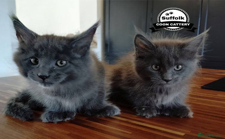 Maine Coon cats - Advert 1