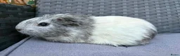 Guinea Pig rodents for sale: Sows mixed ages & breeds - Advert 11