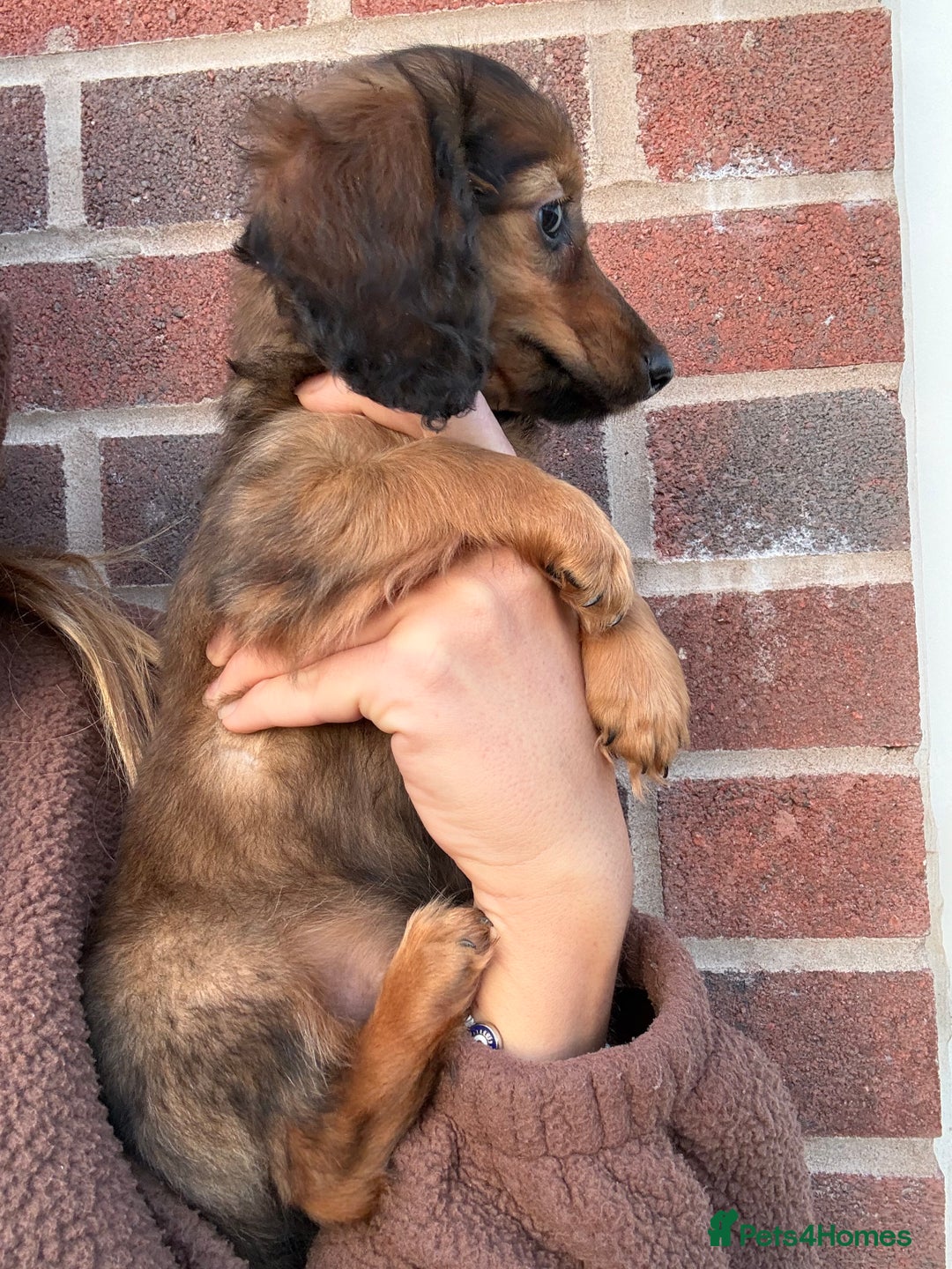 Miniature Dachshund dogs for sale: ⭐️KC Russian champ PRA clear long haired minis⭐️ - Advert 4