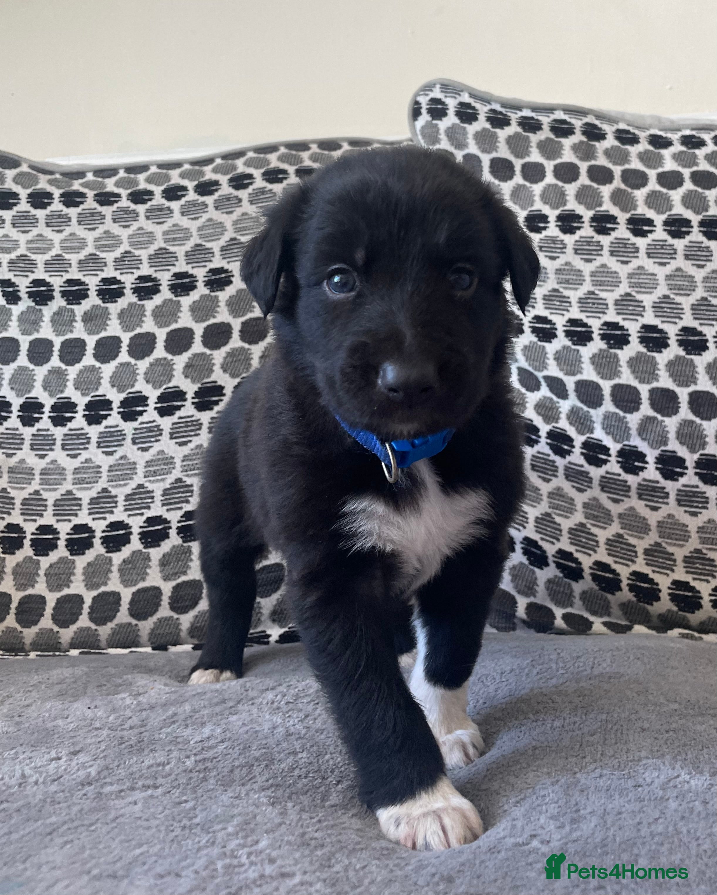 Mixed Breed dogs Beautiful mixed breed puppies - Advert 17