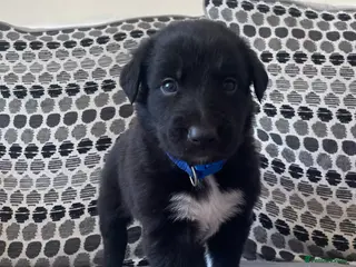 Mixed Breed dogs Beautiful mixed breed puppies - Advert 18