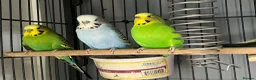 Cockatiels birds for sale: 3 budgies and 2 cockatiels in Kidlington - Advert 17