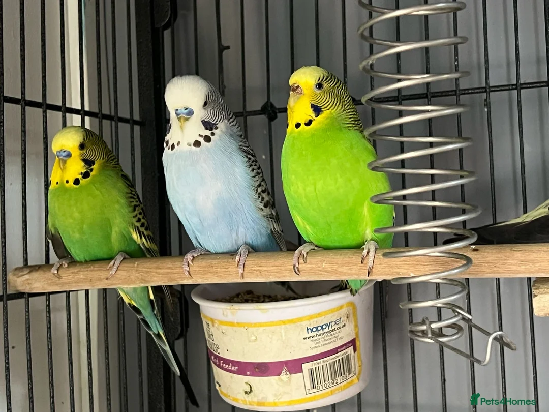 Cockatiels birds for sale: 3 budgies and 2 cockatiels in Kidlington - Advert 17