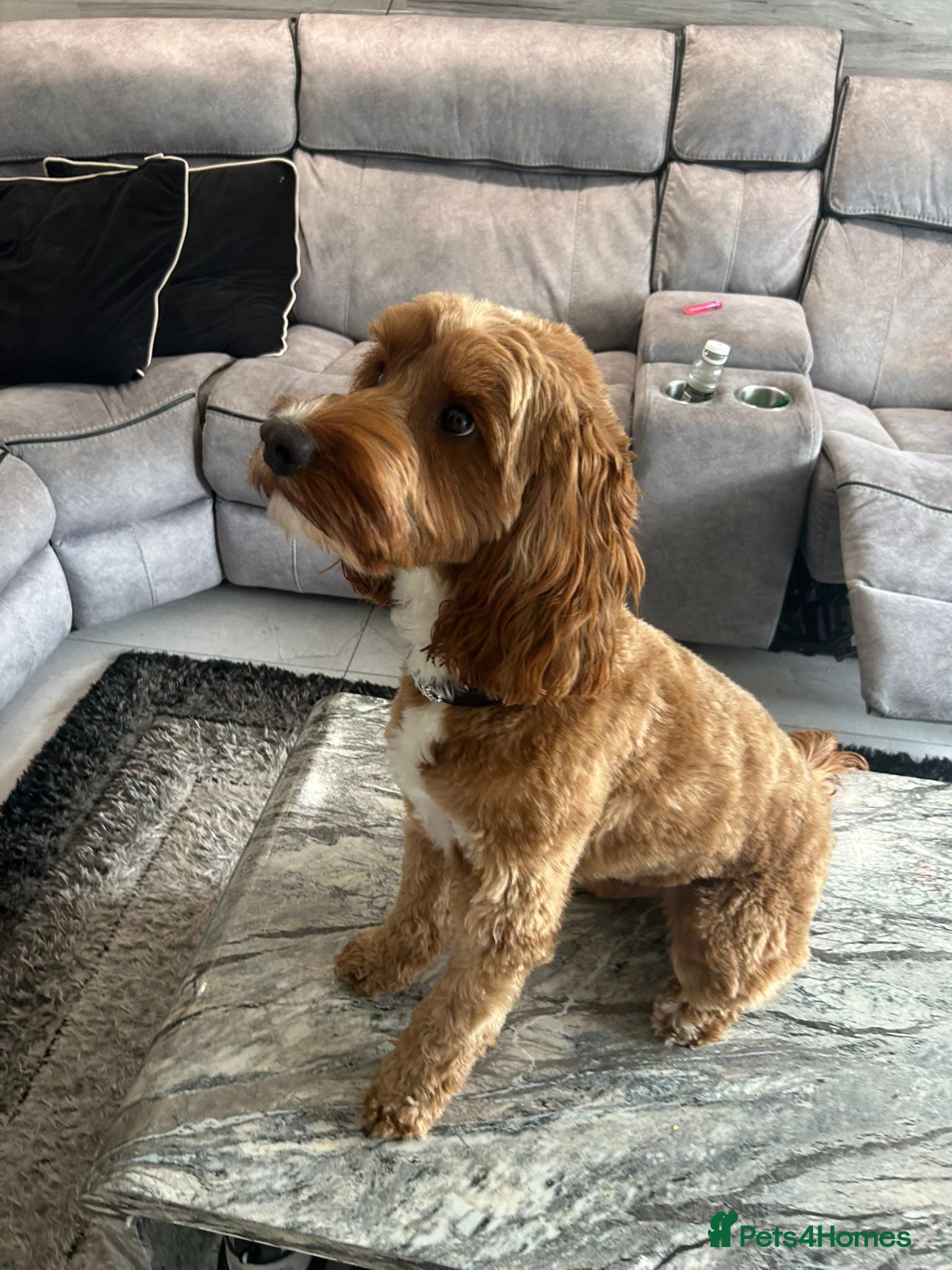 Cavapoo dogs F1 boy cavapoo for stud. (willow) - Advert 7