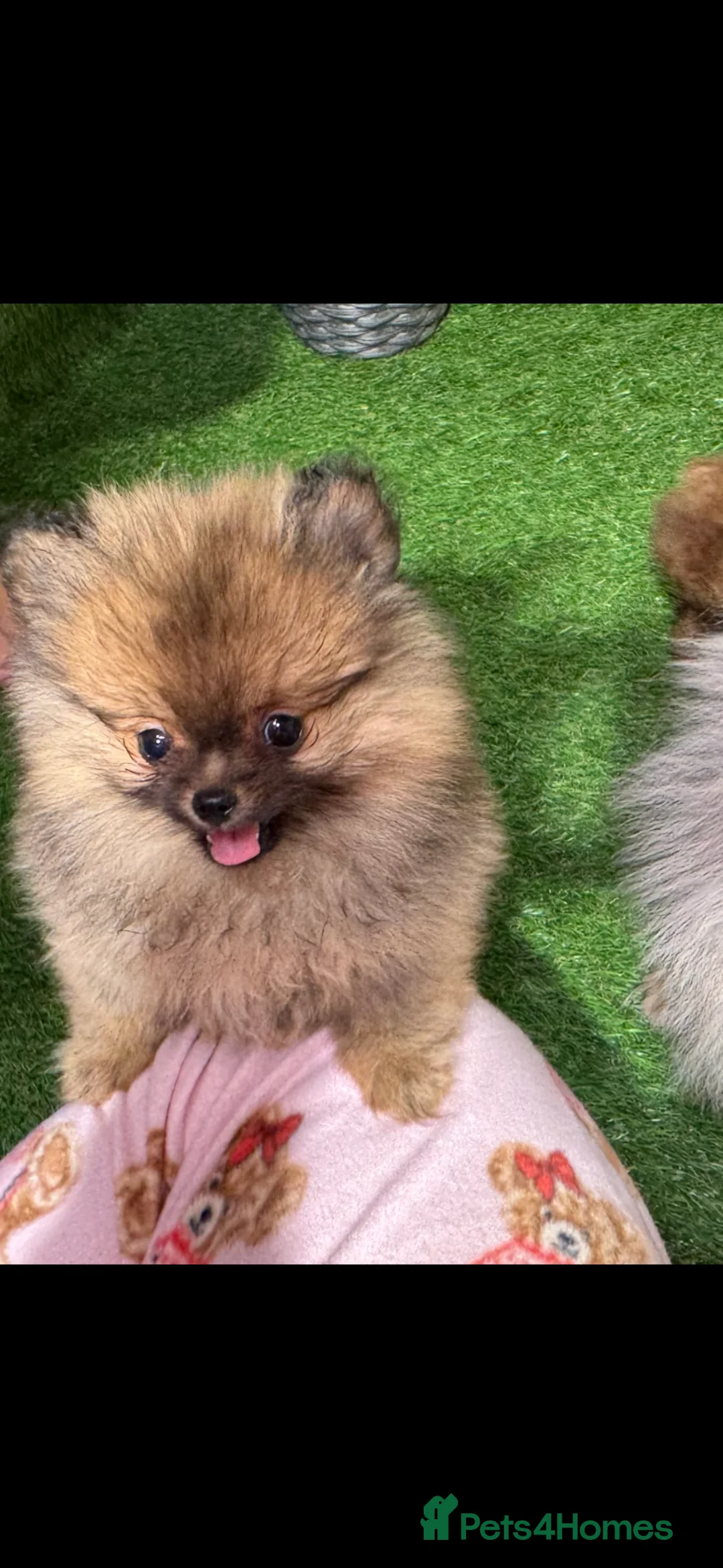 Pomeranian dogs for sale:  2 beautiful Pomeranian boys  - Advert 1