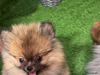 Pomeranian dogs 2 beautiful Pomeranian boys - Advert 11