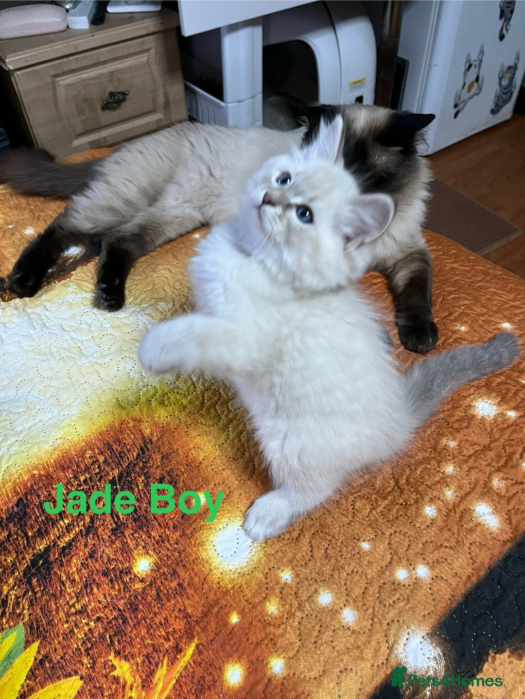 Ragdoll cats for sale: ❗️❤️5 Incredibly Beautiful Ragdoll Kittens❤️🐈  - Image 31