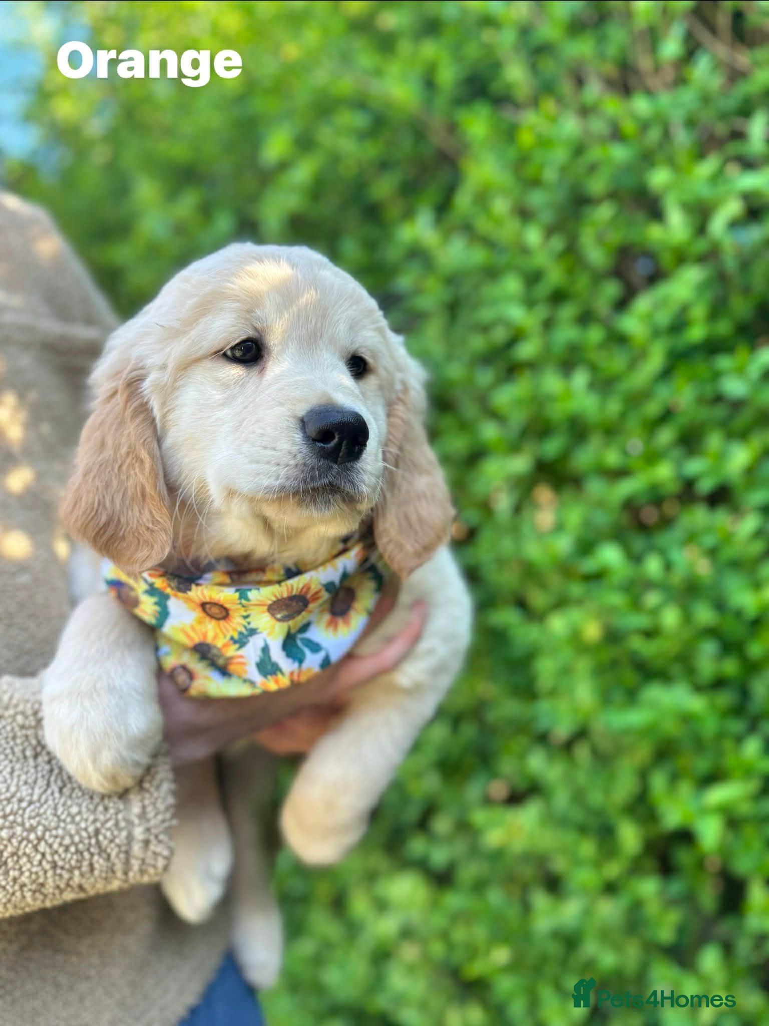 Golden Retriever dogs READY NOW! Stunning KC Golden Retriever Puppies - Advert 3