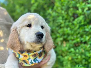 Golden Retriever dogs READY NOW! Stunning KC Golden Retriever Puppies - Advert 3