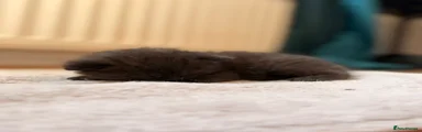 British Shorthair 4