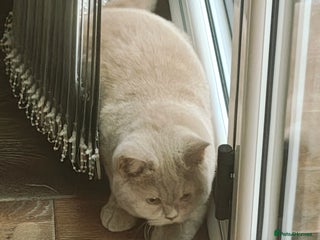 British Shorthair cats - Advert 19