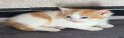 British Longhair cats for sale: British Shorthair mixed breed in Stockton-on-Tees - Advert 2
