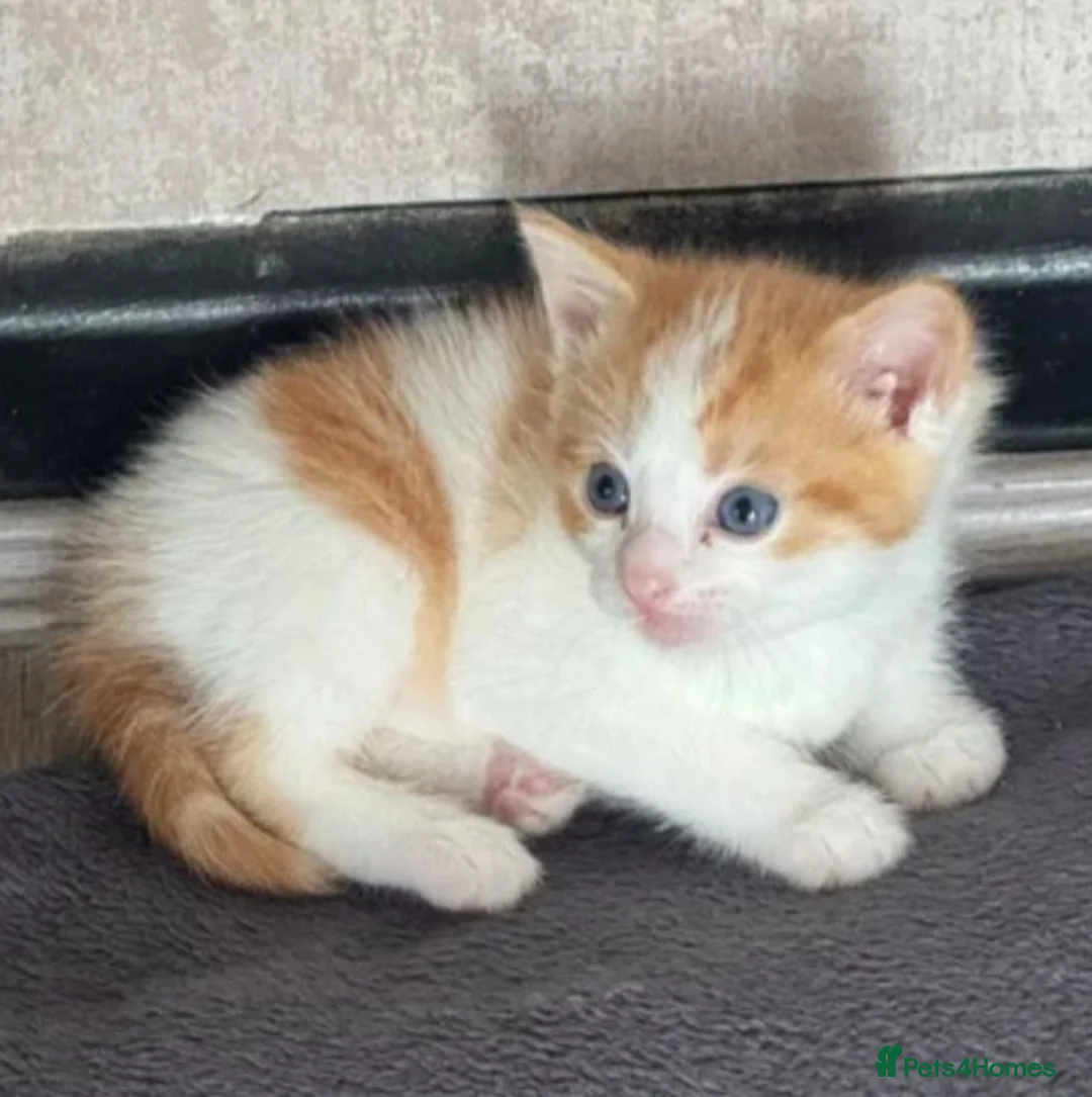 British Longhair cats for sale: British Shorthair mixed breed in Stockton-on-Tees - Advert 2