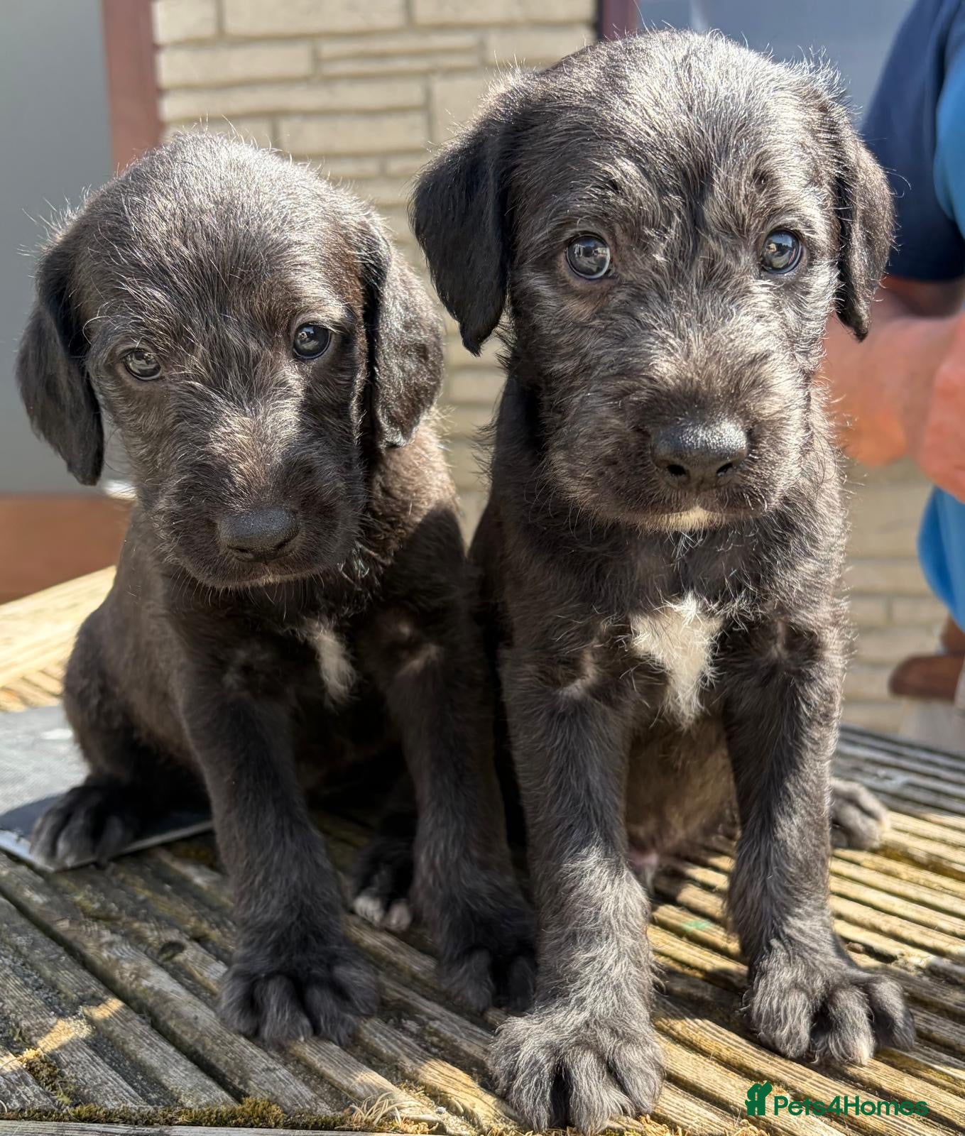 Bedlington Terrier dogs Bedlington /Whippet 1st cross - Advert 14