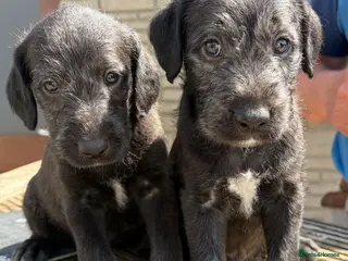 Bedlington Terrier dogs Bedlington /Whippet 1st cross - Advert 14