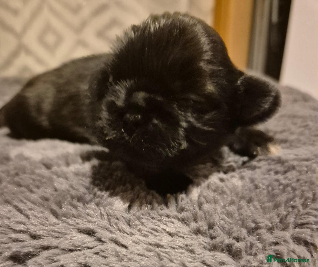 Shih Tzu dogs for sale: ✨ Beautiful Shih Tzu Puppies for Sale ✨ - Image 6