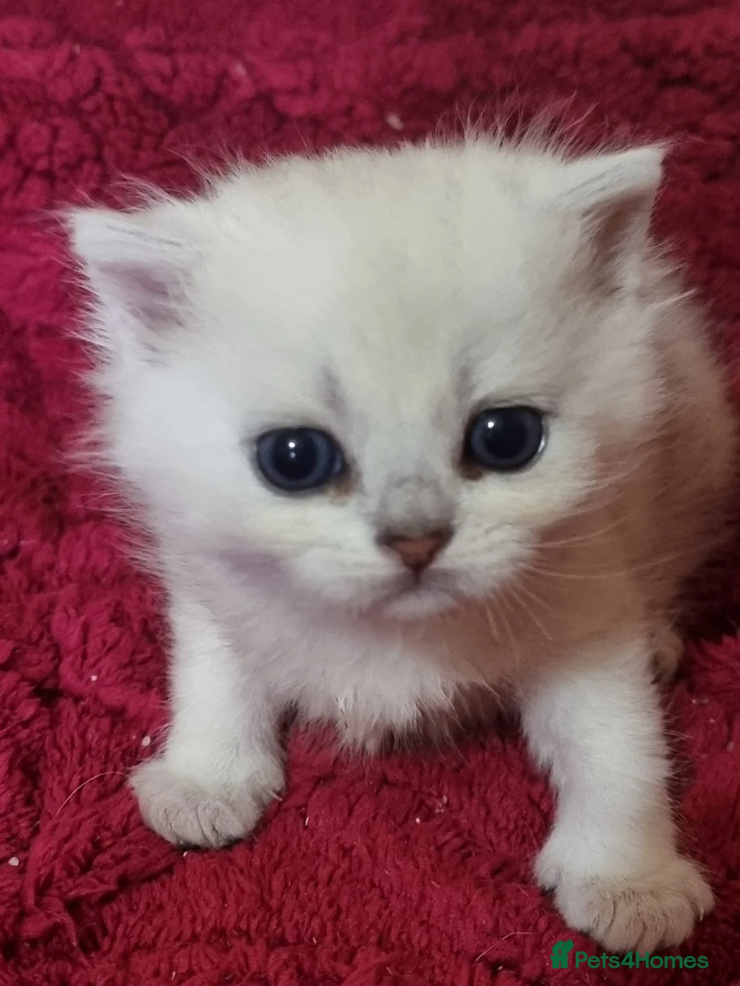 Persian cats for sale: Persian chinchilla kittens  - Advert 3