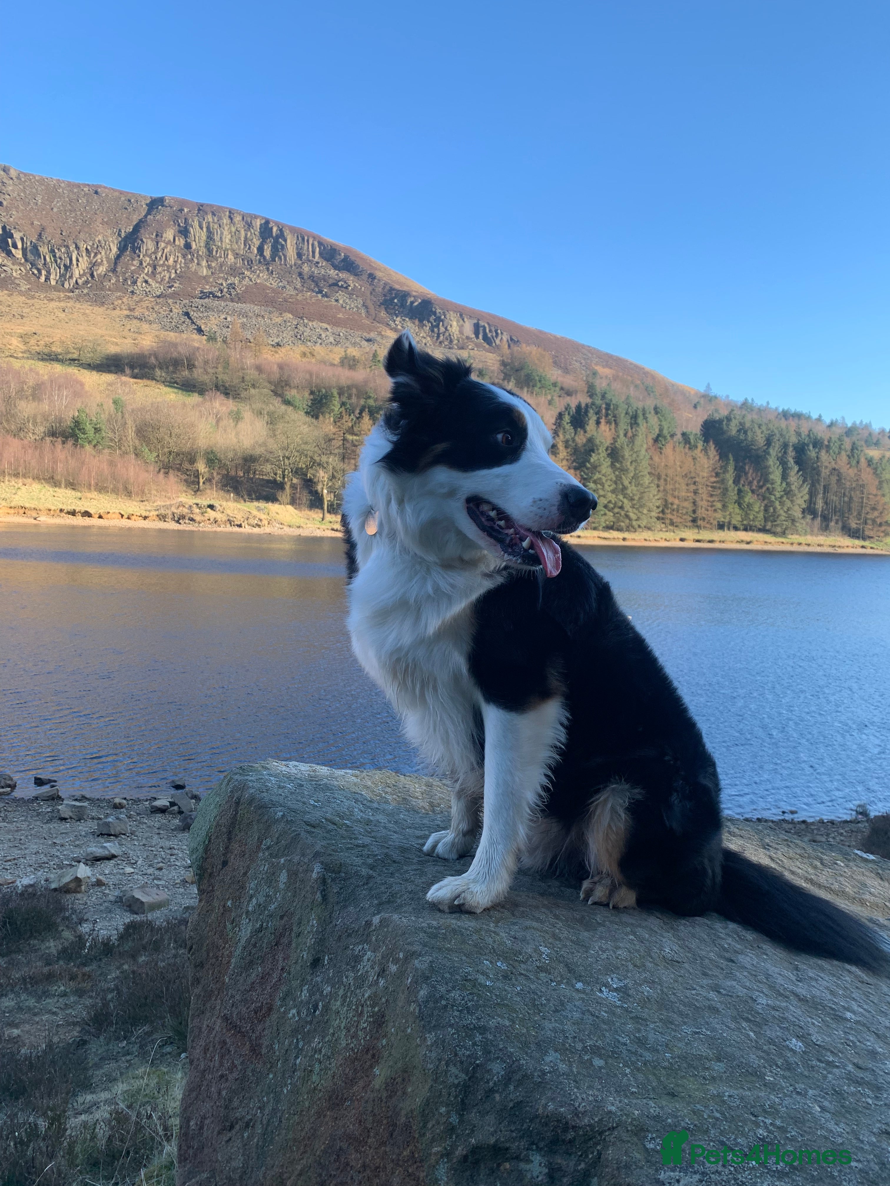 Border Collie dogs Proven Border Collie for Stud in Bradford - Advert 15
