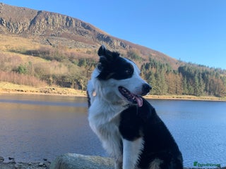 Border Collie dogs in Bradford - Advert 7