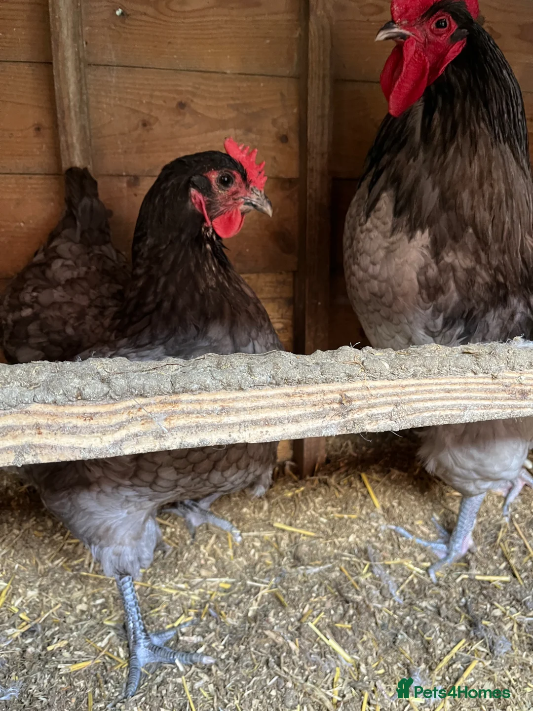 Chickens poultry for sale: Jersey Giant Hatching Eggs  - Advert 2