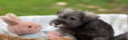 Miniature Schnauzer dogs for sale: Gorgeous kc reg miniature schnauzers ready now  - Advert 11