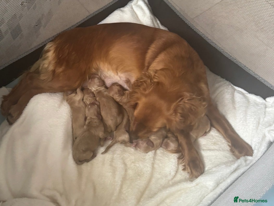 Cockapoo dogs ❌ READY NOW ❌ cockapoo puppies  - Advert 1
