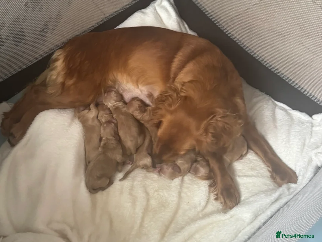 Cockapoo dogs for sale: ❌ READY NOW ❌ cockapoo puppies  - Advert 1