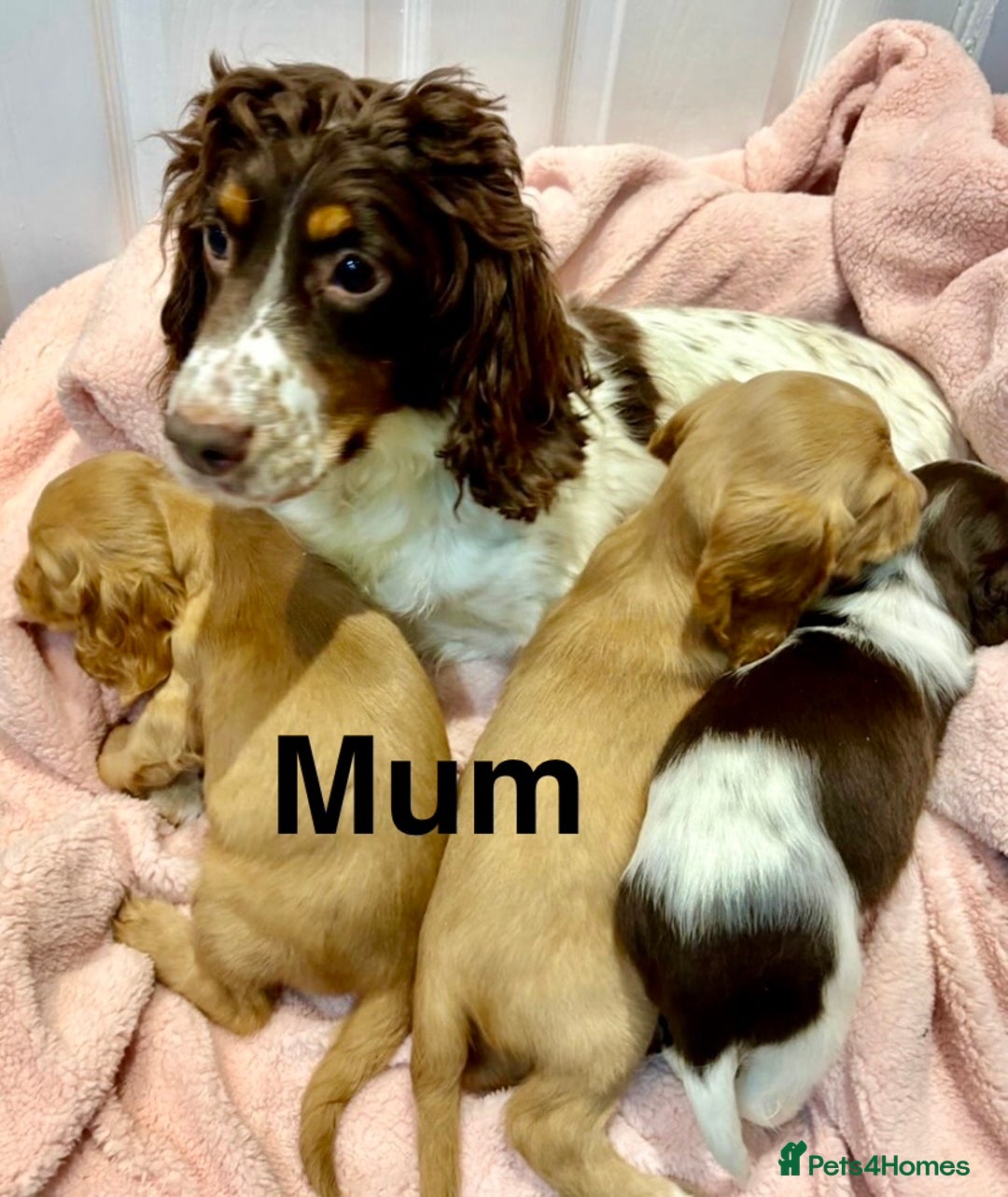 Cocker Spaniel dogs for sale: 💜 ONLY 1 Tri-Coloured Cocker Stunning Girl 💜 - Advert 3
