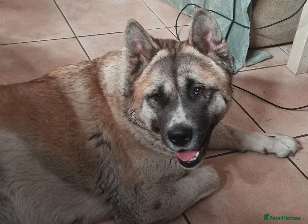 Akita dogs for sale: To go together male 1 female American Anita's. 15m in Worksop - Advert 4