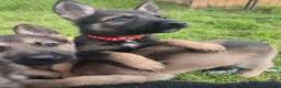 Mixed Breed dogs for sale: German Shepherd x Husky/Northern Inuit Puppies - Advert 8
