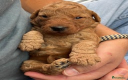 Labradoodle dogs for sale: Miniature Fox Red Labradoodles  - Image 13