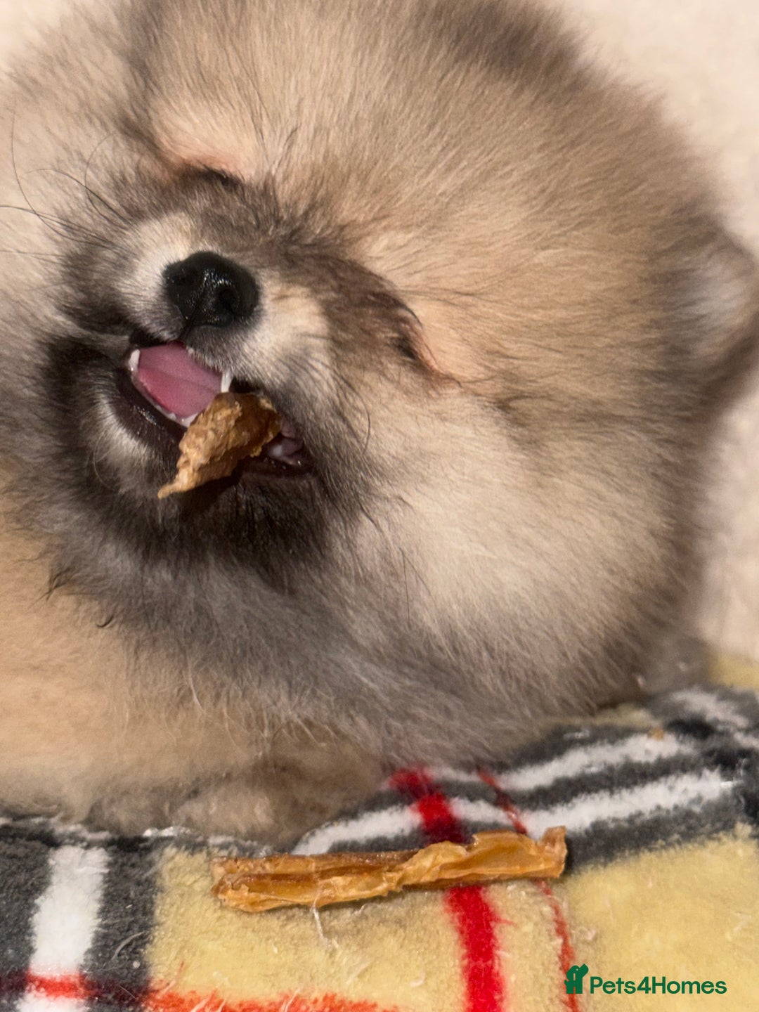 Pomeranian dogs for sale: ✨🐶Small Teddy Bear🧸 SKY🩵BLUE EYE 👀POMS🐶✨ - Advert 20