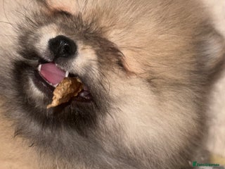 Pomeranian dogs 🏆✨LAST 2🧸SKY🩵BLUE👀 POMS🐶✨ - Advert 17