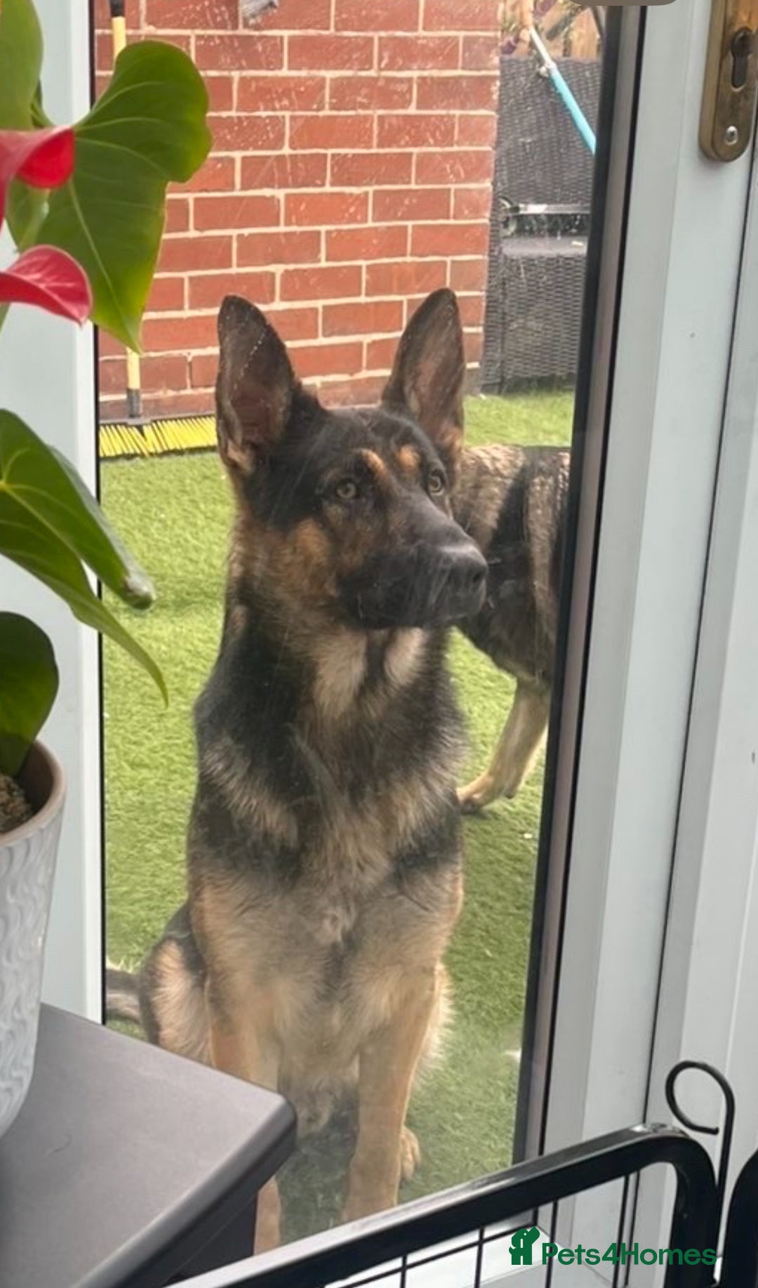 German Shepherd dogs for sale: German Shepherd Puppy  - Image 5