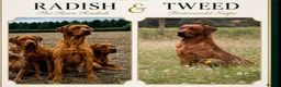 Labrador Retriever dogs for sale: Stunning fox red and yellow Family Labrador Pups - Advert 8