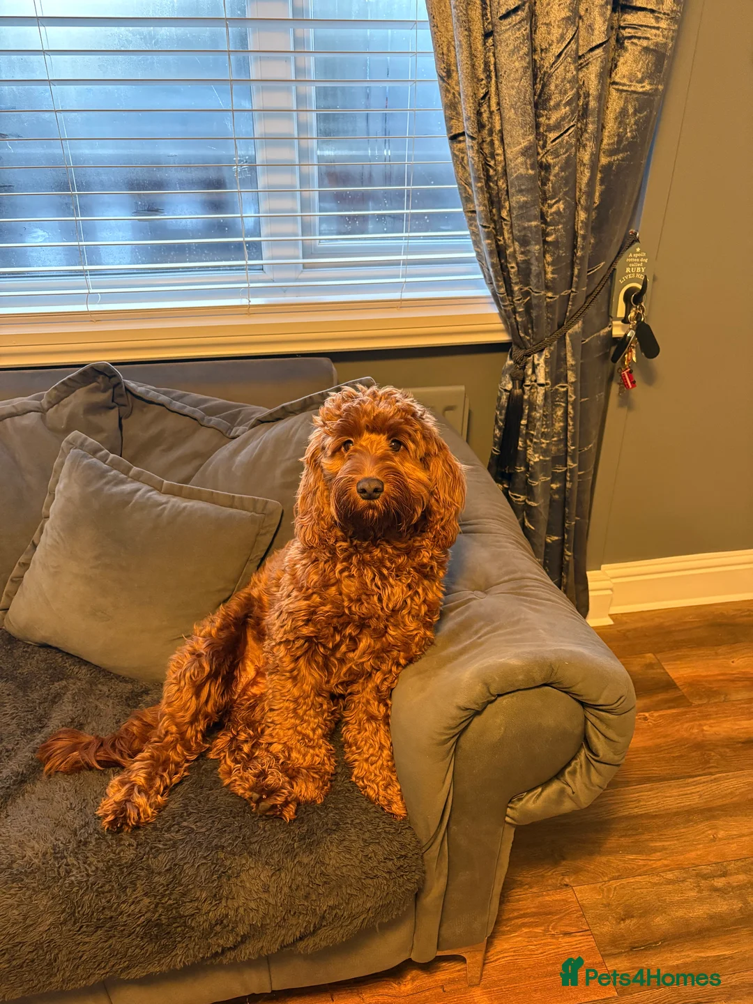 Cockapoo dogs for sale: Cockerpoo - Advert 2