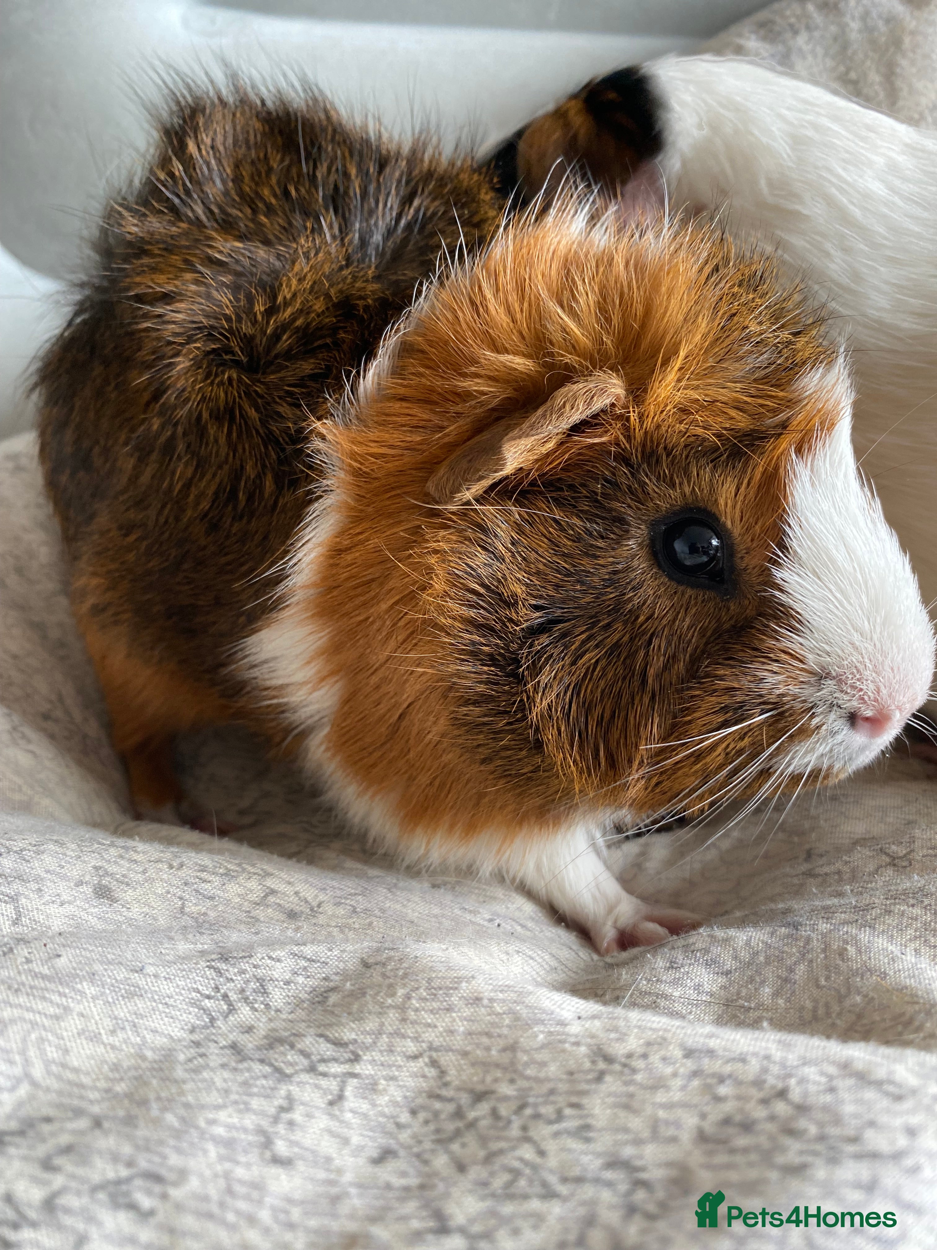 Guinea Pig rodents Guinea pig for sale  - Advert 4