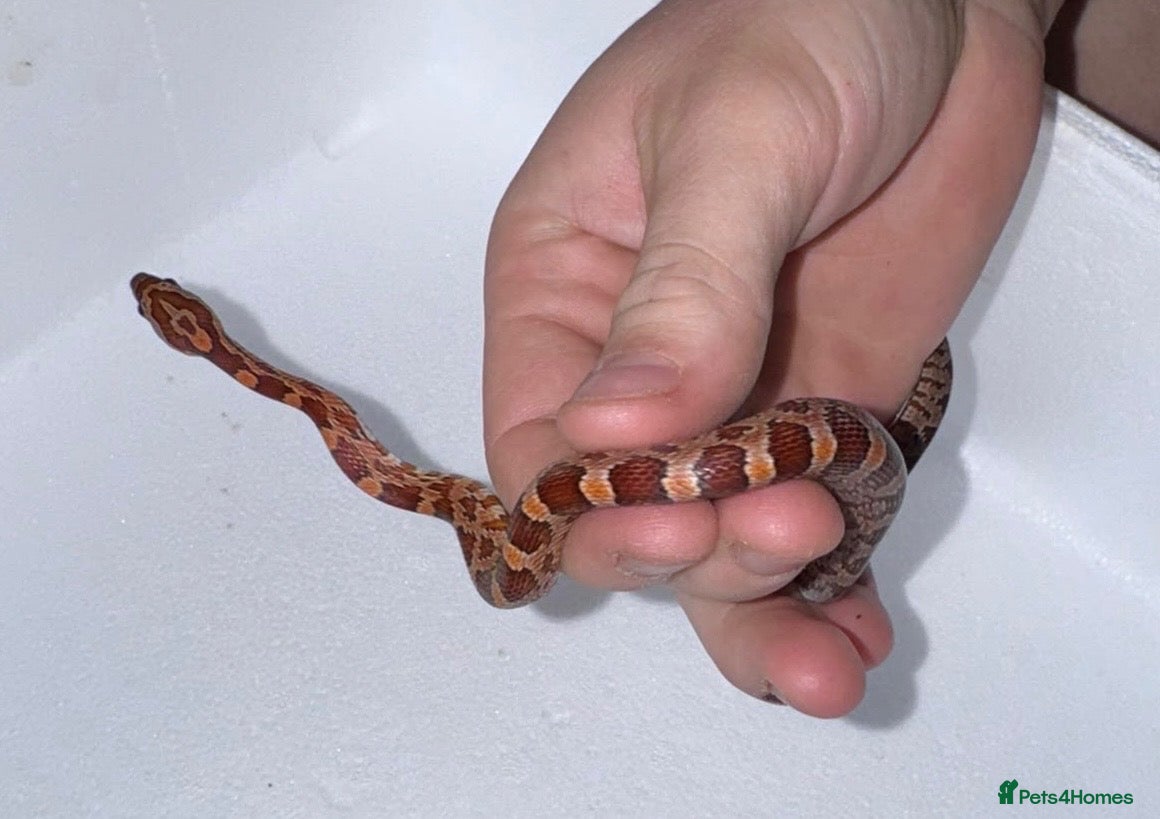 Corn Snake reptiles Baby Corn Snakes 🐍  - Advert 1