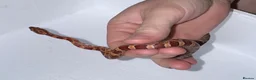 Corn Snake reptiles for sale: Baby Corn Snakes 🐍  - Advert 12