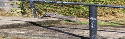 Staffordshire Bull Terrier dogs for sale: One boy one girl blue staffy pups - Advert 8