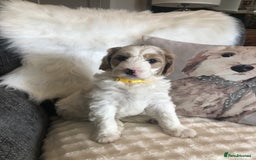 Goldendoodle dogs for sale: Goldendoodle Double Doodle pup ready to go🐾 - Image 15