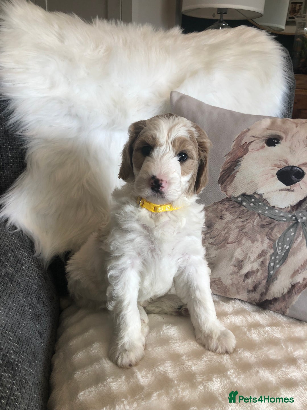 Goldendoodle dogs for sale: Goldendoodle Double Doodle pup ready to go🐾 - Image 15
