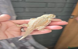 Bearded Dragon reptiles for sale: Baby bearded dragons - Image 11