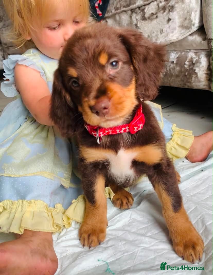 Sprocker dogs Stunning F2 sprocker spaniel puppies !  - Advert 1