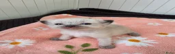 Ragdoll cats for sale: Ragdolls kittens. - Advert 5